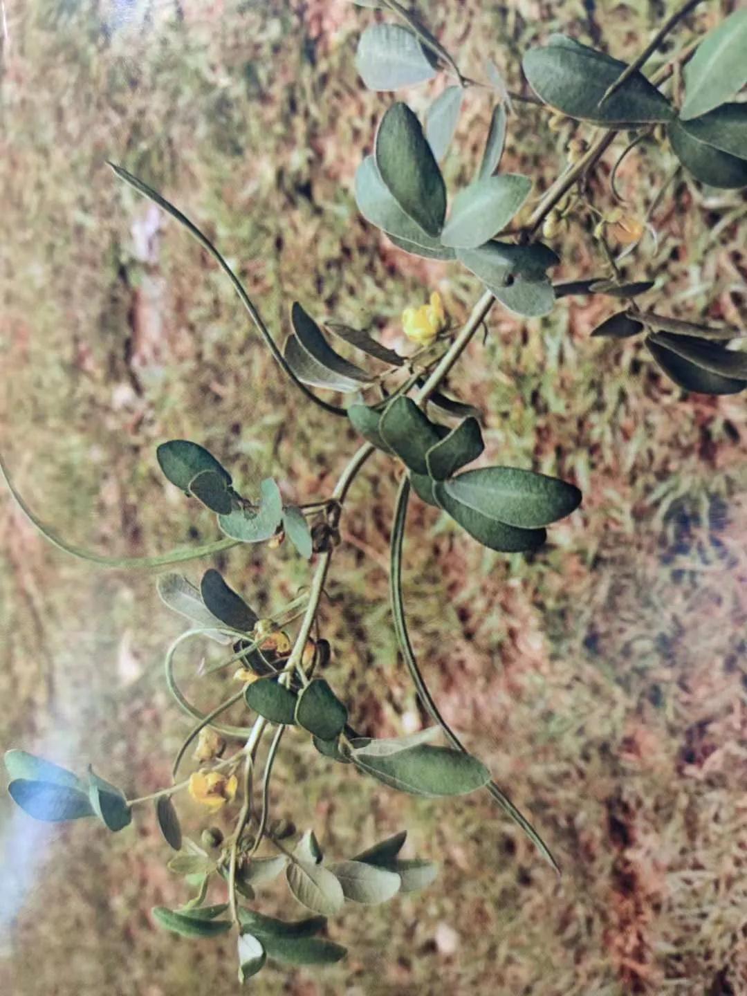 清肝明目、潤腸通便、降壓降膽固醇——決明子