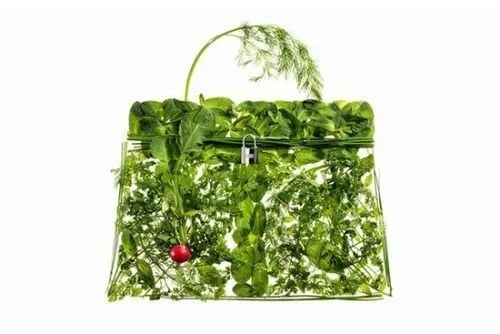 蔬菜界的“愛馬仕”會中毒致癌？